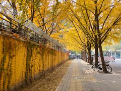 -三里屯东五街银杏大道