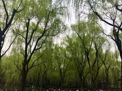 -柳浪闻莺公园
