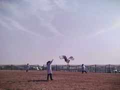 -盐城丹顶鹤湿地生态旅游区