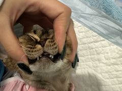 -纳吉亚猫专科动物医院博雅分院