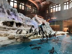 -帝企鹅自助餐厅•儿童岛•真企鹅(长隆企鹅酒店)