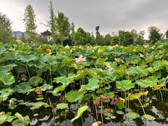 -眉山湿地公园(东坡区)