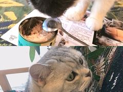 -平行世界·猫咖(首经贸店)