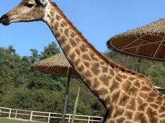 -贵州森林野生动物园