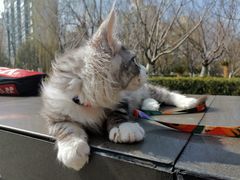 -momokira米努特·德文卷毛猫·棉花面纱犬