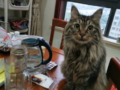 -秀猫阁·猫咪花园(万达店)