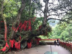 -炎陵县神农谷国家森林公园