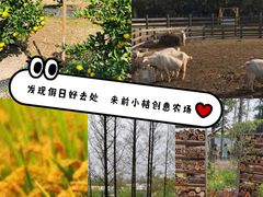 -前小桔亲子创意农场·草莓采摘·露营烧烤