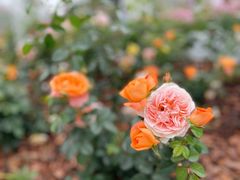 -深圳国际园林花卉博览园