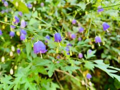 -碓臼峪自然风景区