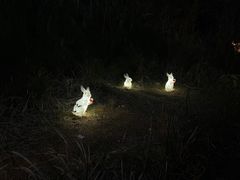 -千岛湖天屿景区