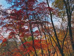 -天女山森林公园
