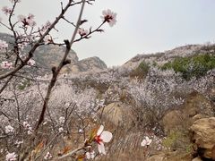 -北京凤凰岭