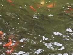 -绵阳人民公园(涪城区)