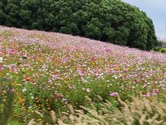 -嘉北郊野公园