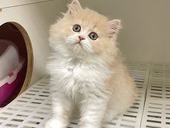 -lincat·猫舍(广州店)
