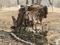 -长白岛森林公园