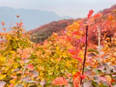 -周口店坡峰岭风景区