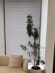 -智美品质医美