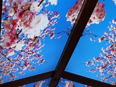 -红果树(江光店)