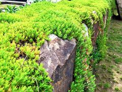 -田园东方蜜桃村的田野营地