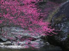 -温州永嘉书院