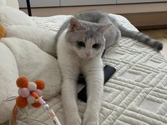 -芭比堂动物医院·犬猫全科·异宠专科(雁塔分院)