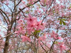 -天适樱花悠乐园