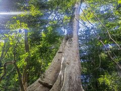 -中国科学院西双版纳热带植物园