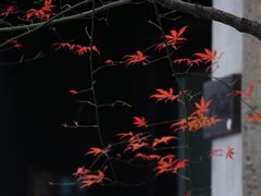 -苏州本色美术馆