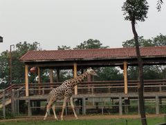 -辛玛王国游乐园