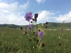 -塞罕坝国家级自然保护区