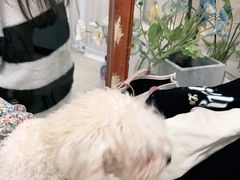 -共舞时光猫咖·狗咖(新街口店)