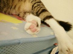 -萌喵宠狗爱心宠咖