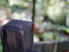 -东天目山风景区