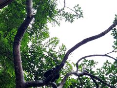 -野象谷景区