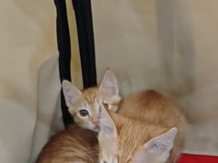 -安安宠医宠物医院·异宠·犬猫内科(岳阳分院)