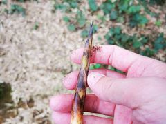 -北京鹫峰国家森林公园