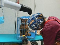 -瑞派申生动物医院·24H夜诊·国际动物医疗中心·骨外科(吴中路店)