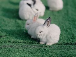 -萌宠亲子动物乐园(槐房万达店)