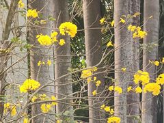 -银湖山郊野公园-相思林