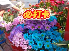 -哈尔滨道外花鸟鱼市场