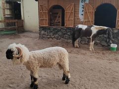 -HERRE·FARM 赫尔露营农场·团建聚会包场