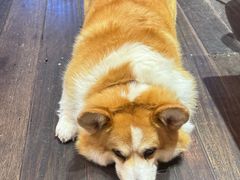 -肥朵食堂(带梦胡同店)