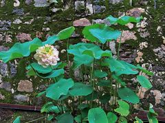 -梅城古镇