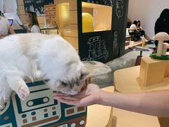 -瞄一喵猫咖(格力海岸店)