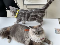 -怪兽屋·羊驼·猫咖·狗咖(俊华广场店)