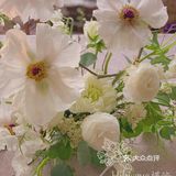 单瓣牡丹开花啦～