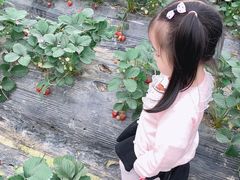 -小鱼草莓采摘园农家乐·小鱼餐厅