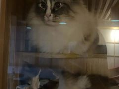 -白兔子密室(长寿路店)